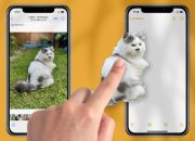 Pecinta Kucing, Begini Cara Gunakan iPhonemu Untuk Deteksi Ras Kucingmu