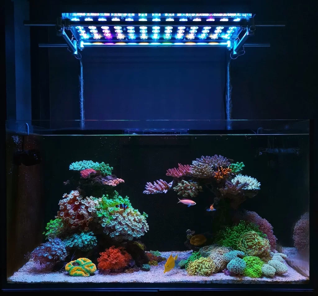 10 Lampu LED Aquarium Terbaik 2024, Bikin Aquariummu Jadi Cantik!