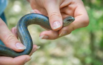 Terungkap! Arti Mimpi Membunuh Ular Menurut Keyakinan Jawa & Islam