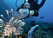 Ide Prompt Gemini AI Buat Edit Foto Diving di Laut